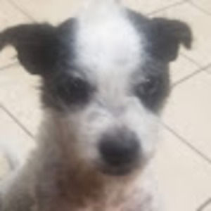 Meet your Posher, Belle